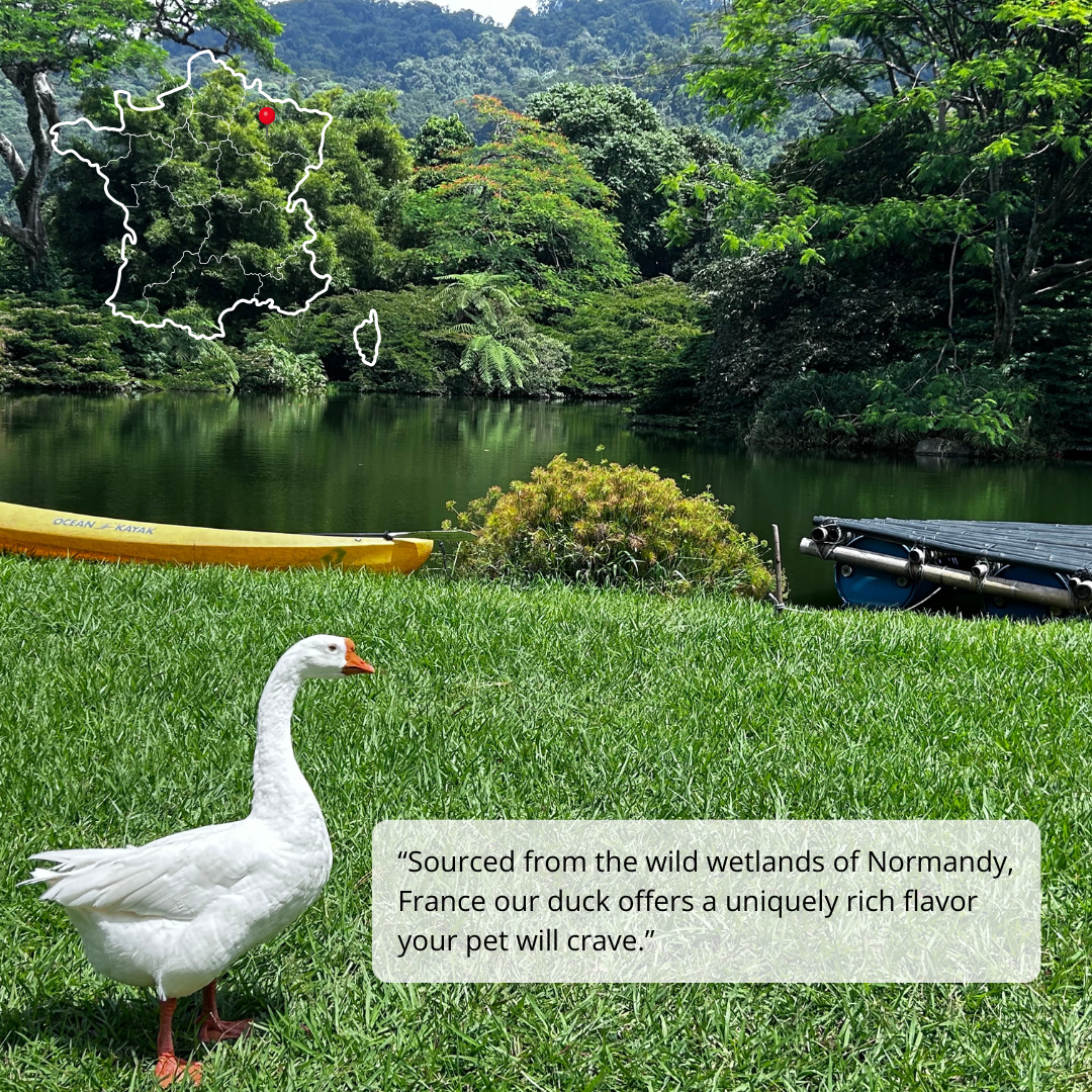 White duck standing on grass near a lake with a kayak and dock in the background.