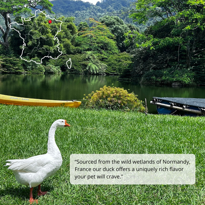 White duck standing on grass near a lake with a kayak and dock in the background.