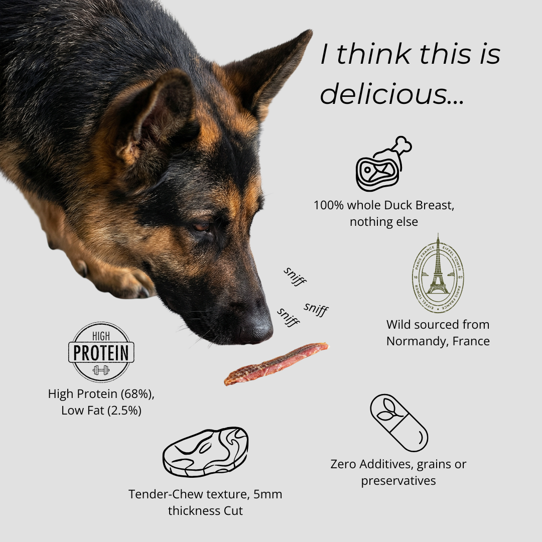 Dog sniffing a piece of duck breast with text about the product's features on a gray background.